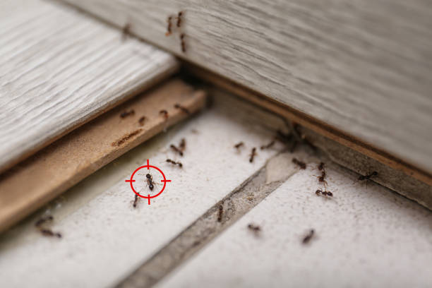 Spider Control Near Me in Boaz, AL
