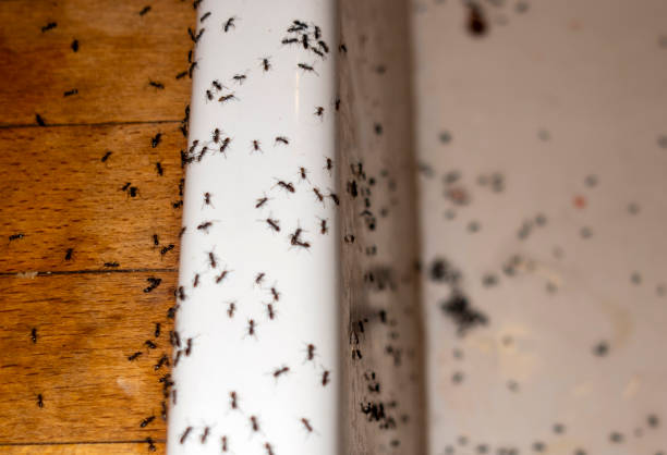 Best Termite Control Services  in Boaz, AL