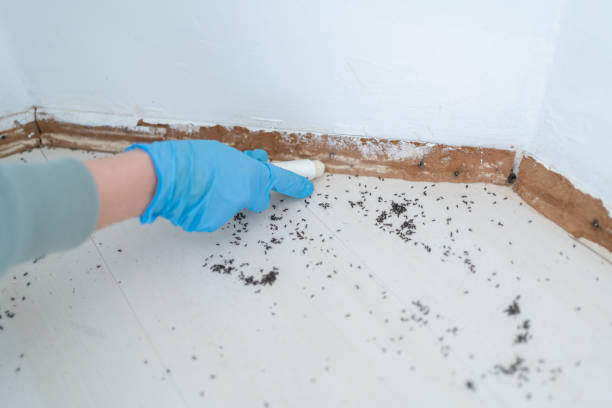 Best Insect Control  in Boaz, AL